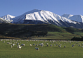 Skiing New Zealand